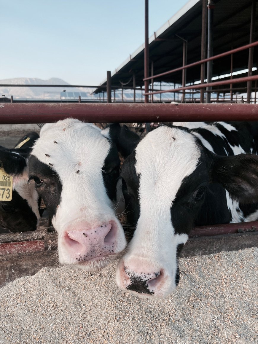 White Cow on Brown Sand